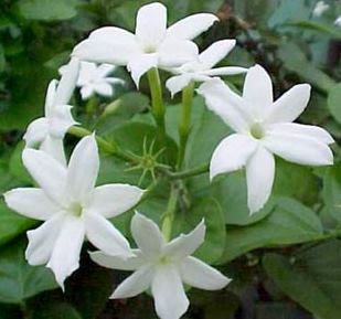 Jasmine flower, whole