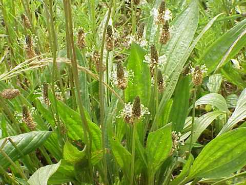 Plantain Leaf Powder - Wildcrafted - Plantago major (454g = One Pound ...